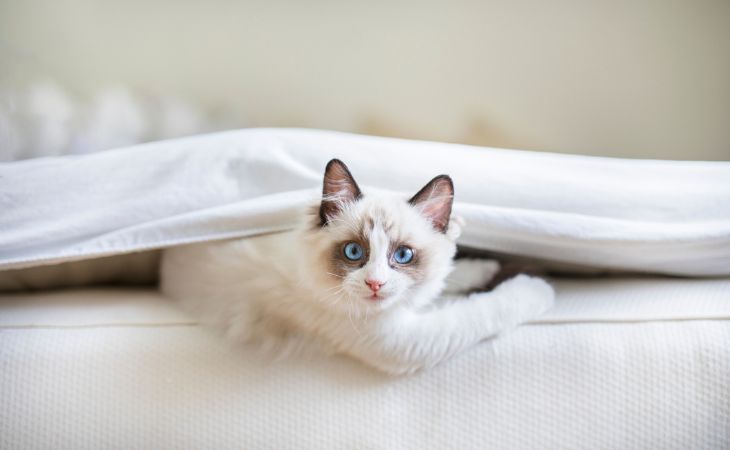 A white Ragdoll cat in bed
