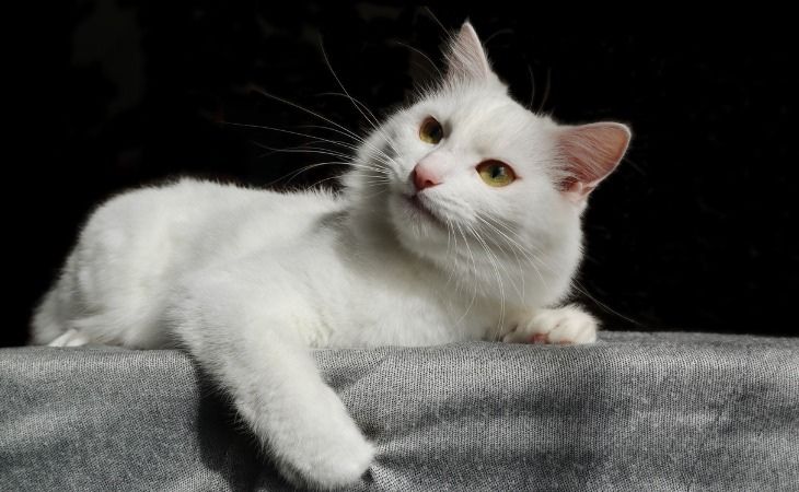 A Turkish Angora lying down