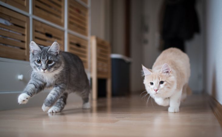 Two cats running side by side