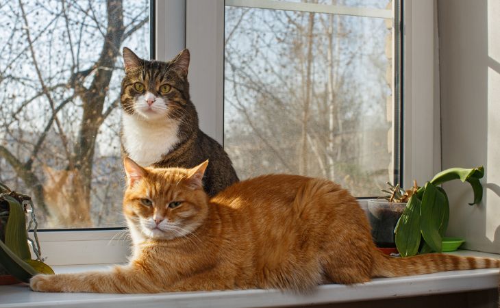 Two cats sitting next to each other