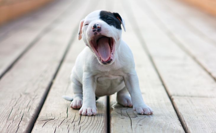 A black and white American Staffordshire Terrier puppy