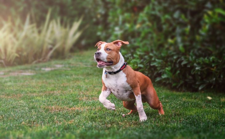 American Staffordshire Terrier running