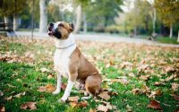 An American Staffordshire Terrier sitting down