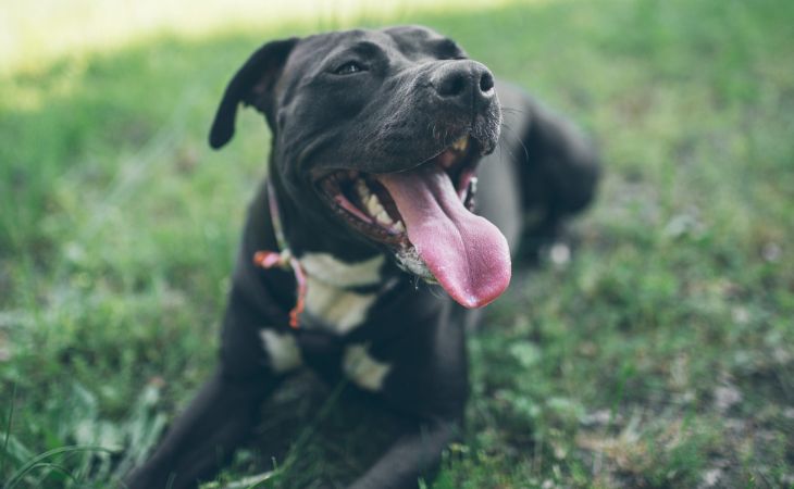 A black and white American Staffordshire Terrier lying down