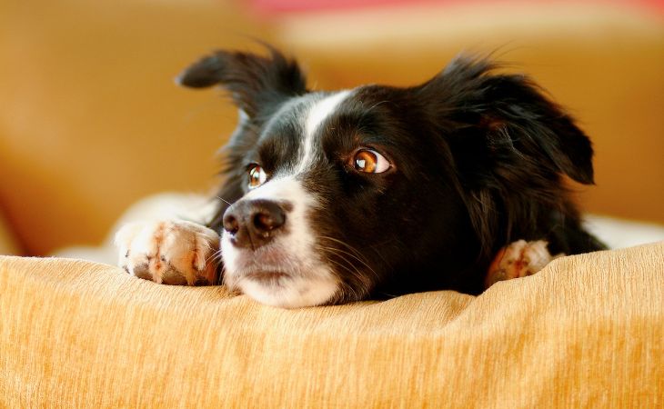 A dog lying down