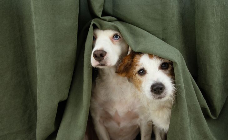 Two dogs hiding under a blanket