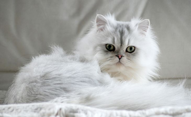 A Persian cat lying down