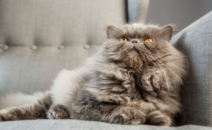 A Persian cat looking up