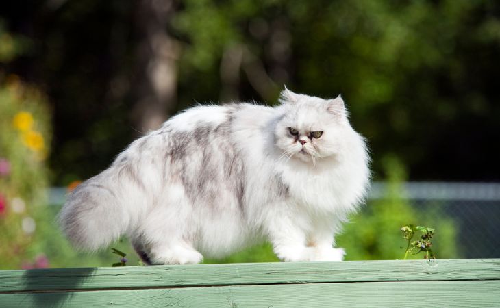 A Persian cat outside 