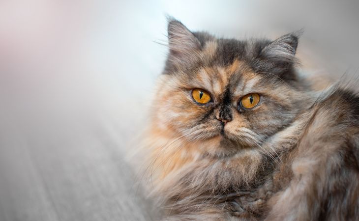 Persian cat lying down on its side