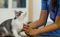 A cat with a vet and stethoscope