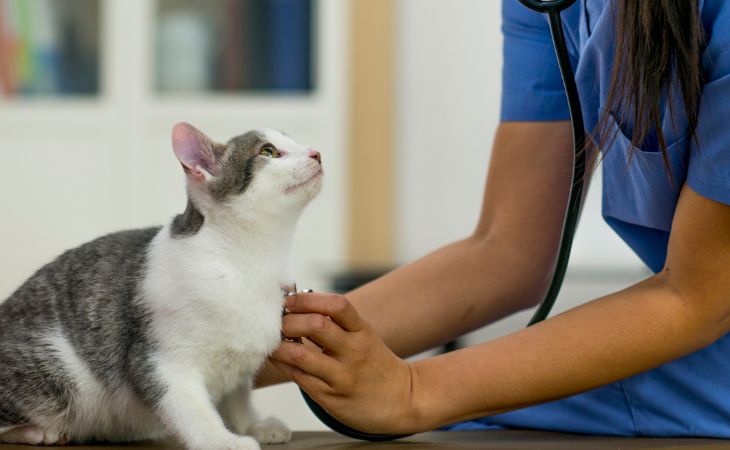 A cat with a vet and stethoscope
