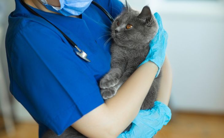 A cat being held by a vet