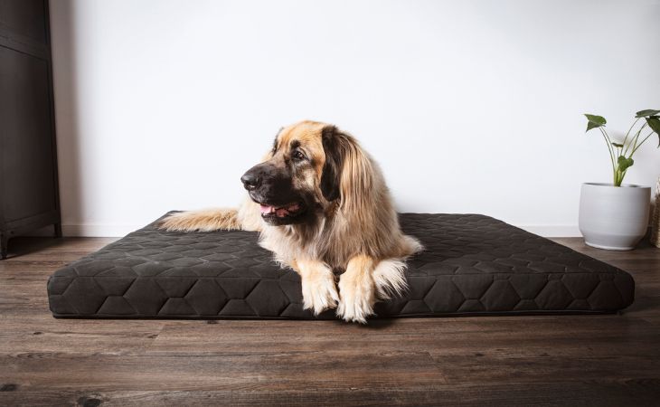 A dog lying down on a large rectangular dog bed