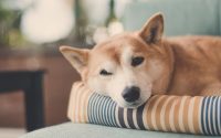 A dog sleeping in a dog bed