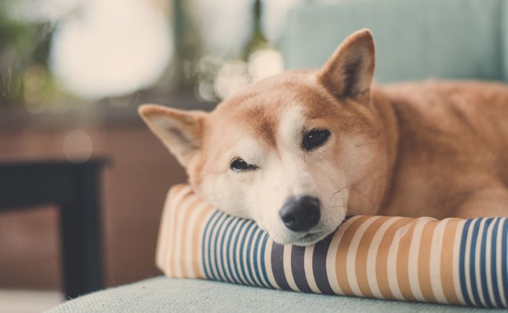 A dog sleeping in a dog bed