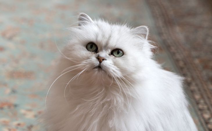 Asian Semi-longhair Tiffany British cat breed