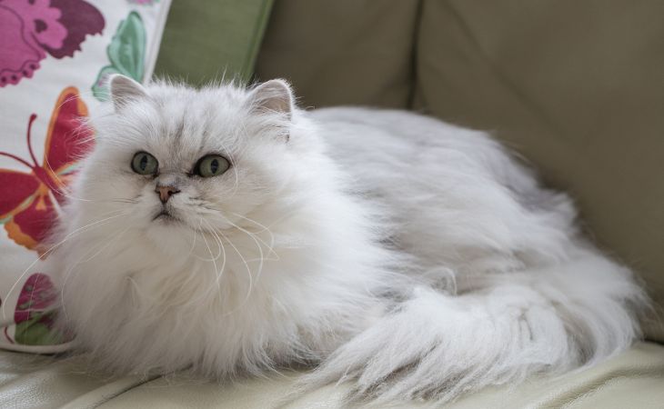 Asian Semi-longhair cat breeds