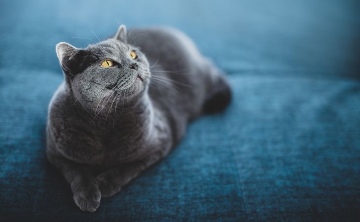 British Shorthair cat breed