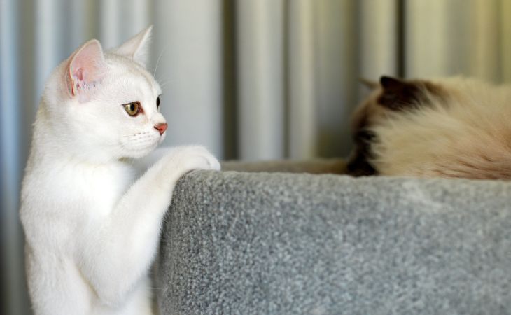 Burmilla cat breed