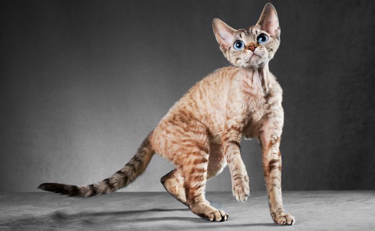 Cornish Rex British cat breed