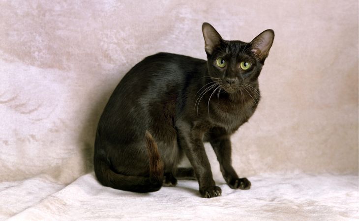 Havana Brown cat breed