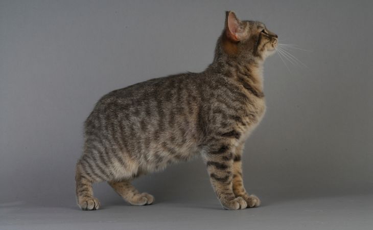 Manx cat breed