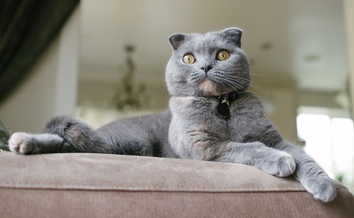 Scottish Fold cat breed