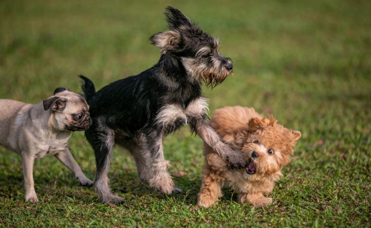 Medium dog breeds playing together outside