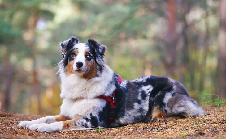 Australian Shepherd medium dog breed