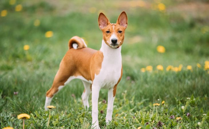 Basenji medium dog breed