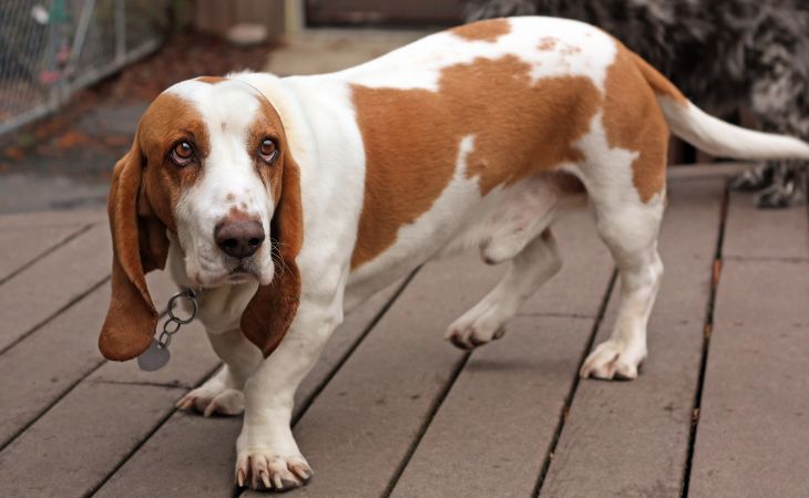 Basset Hound medium dog breed