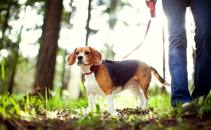 Beagle medium dog breed
