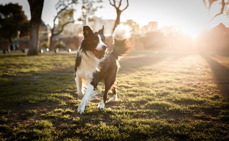 Border Collie medium dog breed