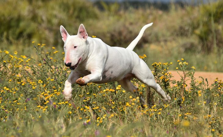 Bull Terrier medium dog breed