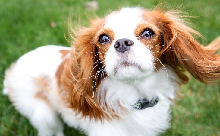 Cavalier King Charles Spaniel medium dog breed
