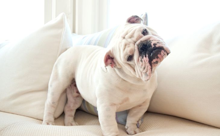 English Bulldog medium dog breed