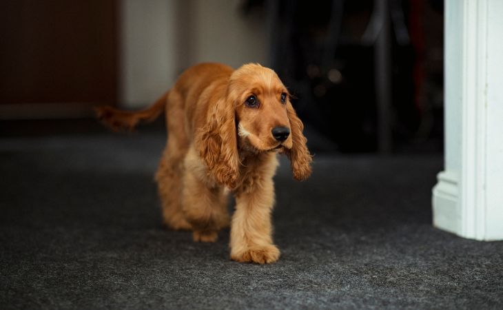 English Cocker Spaniel medium dog breed