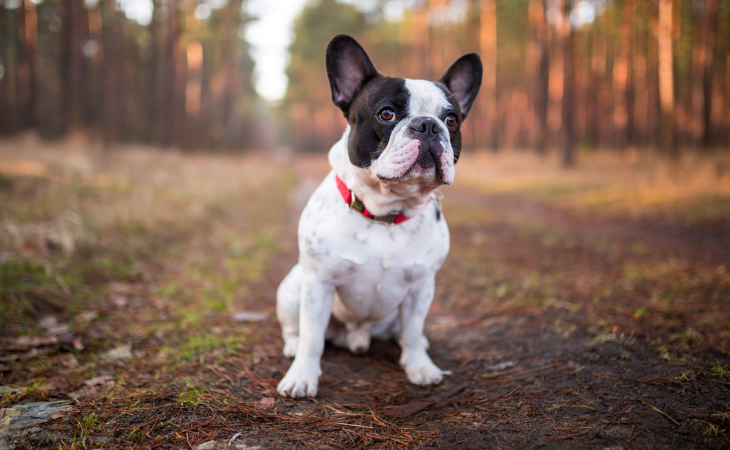 French Bulldog medium dog breed