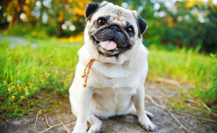 Pug medium dog breed