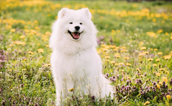 Samoyed medium dog breed