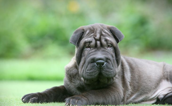 Shar-pei medium dog breed