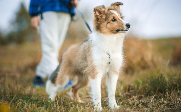 Shetland Sheepdog medium dog breed