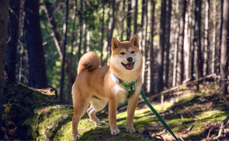 Shiba Inu medium dog breed