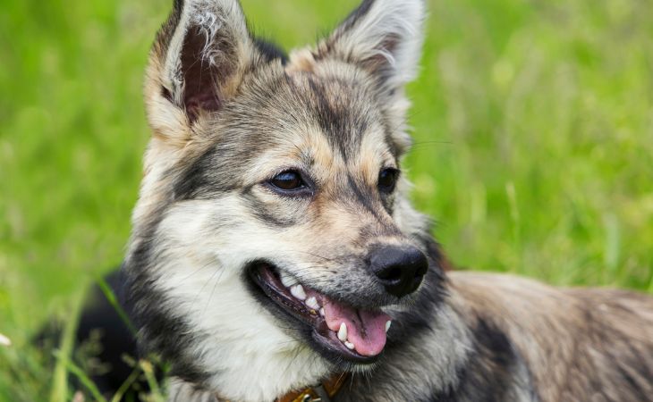 Swedish Vallhund medium dog breed