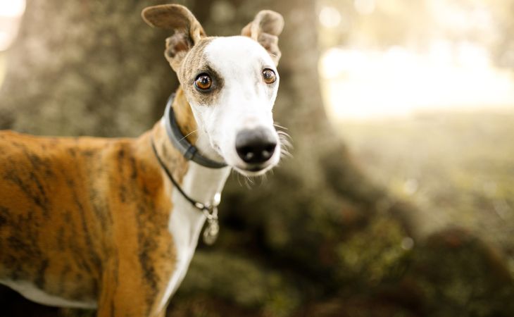 Whippet medium dog breed