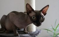 Donskoy cat breed