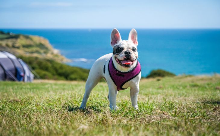 French Bulldog with vest outside