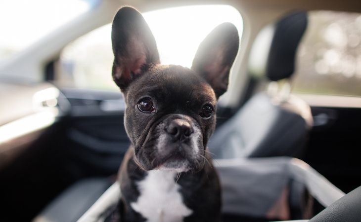 French Bulldog sit in car