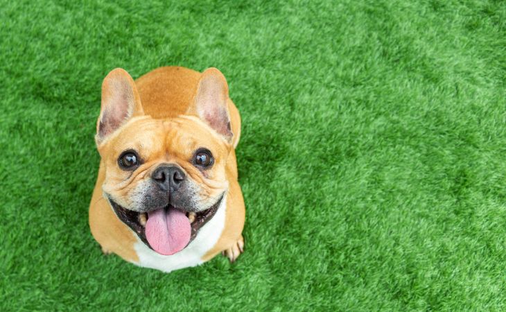 French Bulldog looking up